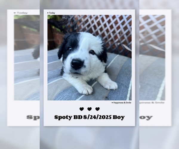 Medium Photo #4 Border Collie Puppy For Sale in BARBOURSVILLE, WV, USA