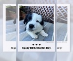 Puppy Spoty Border Collie