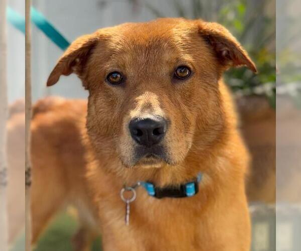 Medium Photo #2 Golden Retriever-Unknown Mix Puppy For Sale in San Diego, CA, USA