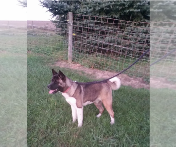 Medium Photo #1 Akita Puppy For Sale in FRESNO, OH, USA