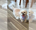 Small Shih Tzu