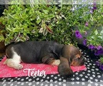 Puppy Teeter Basset Hound