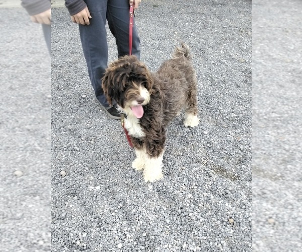 Medium Photo #1 Portuguese Water Dog Puppy For Sale in MILLERSBURG, OH, USA