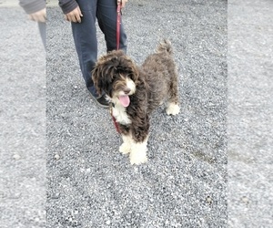 Mother of the Portuguese Water Dog puppies born on 08/03/2025