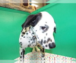 Small Photo #4 Dalmatian Puppy For Sale in PATERSON, NJ, USA