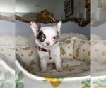 Small #5 Chihuahua
