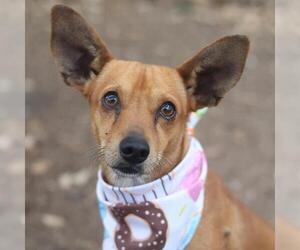 Chihuahua-Unknown Mix Dogs for adoption in San Antonio, TX, USA