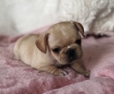 Small Photo #1 French Bulldog Puppy For Sale in CHARLESTON, SC, USA