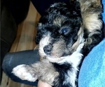 Small #15 Bernedoodle (Miniature)