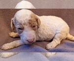 Small Photo #4 Goldendoodle Puppy For Sale in TEMECULA, CA, USA