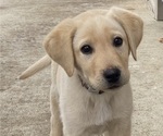 Small Photo #2 Labrador Retriever Puppy For Sale in FRONT ROYAL, VA, USA
