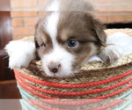 Small Photo #11 Miniature Australian Shepherd Puppy For Sale in STAFFORD, VA, USA
