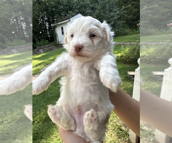 Medium Photo #4 Maltipoo Puppy For Sale in RUSSELLVILLE, AL, USA