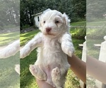 Small #2 Maltipoo