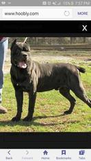 Father of the Cane Corso puppies born on 12/27/2016