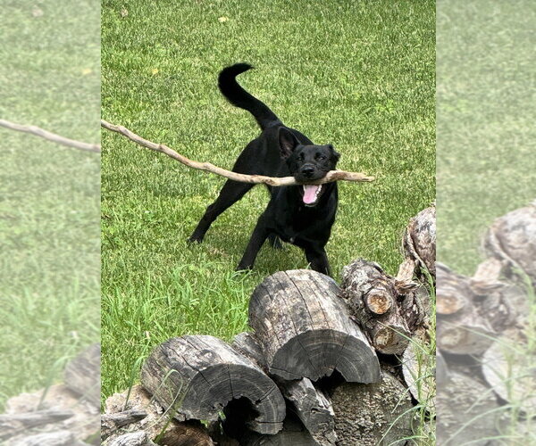 Medium Photo #4 Labrador Retriever-Unknown Mix Puppy For Sale in Aurora, IN, USA