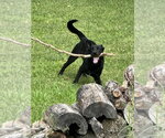 Small #3 Labrador Retriever Mix