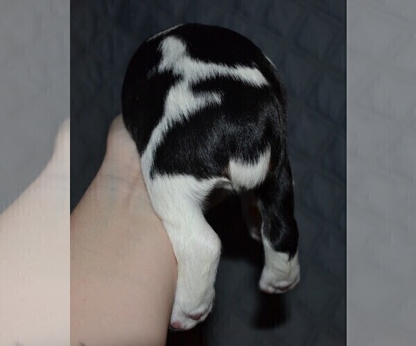 Medium Photo #5 English Springer Spaniel Puppy For Sale in LITCHFIELD, MN, USA