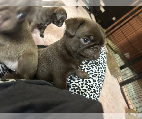 Medium Photo #62 Pug Puppy For Sale in BLOOMINGTON, IL, USA