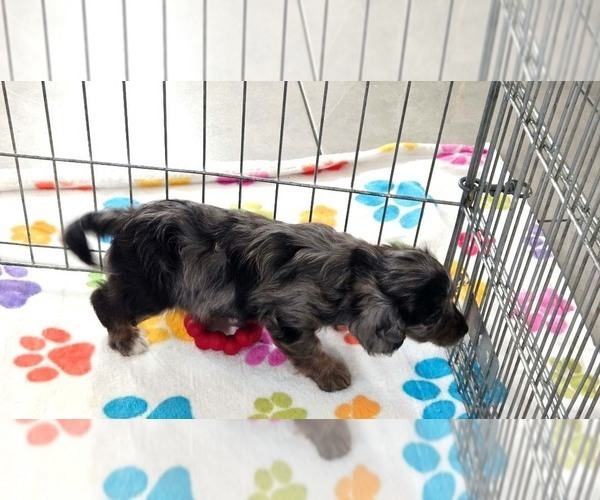 Medium Photo #2 Cavapoo (Miniature)-Poodle (Toy) Mix Puppy For Sale in ORO VALLEY, AZ, USA