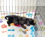 Willow - Female Cavapoo (Miniature)-Poodle (Toy) Mix Puppy for Sale - Photo #2