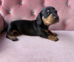 Dachshund Puppy for sale in WEBSTER, FL, USA