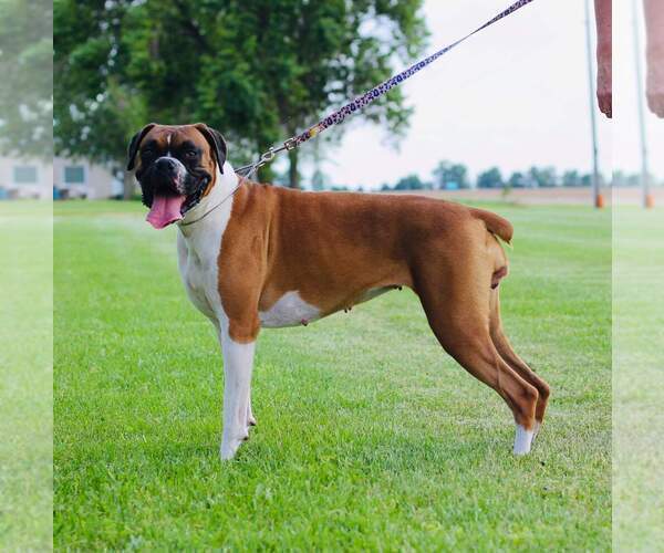 Medium Photo #1 Boxer Puppy For Sale in HIGGINSVILLE, MO, USA