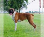 Small Photo #1 Boxer Puppy For Sale in HIGGINSVILLE, MO, USA