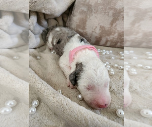 Medium Photo #81 Sheepadoodle Puppy For Sale in LEHI, UT, USA