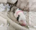 Small Photo #81 Sheepadoodle Puppy For Sale in LEHI, UT, USA