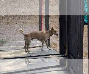 Leo - Male Chihuahua Dog for Adoption - Photo #5