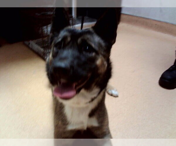 Medium Photo #1 German Shepherd Dog-Unknown Mix Puppy For Sale in Martinez, CA, USA