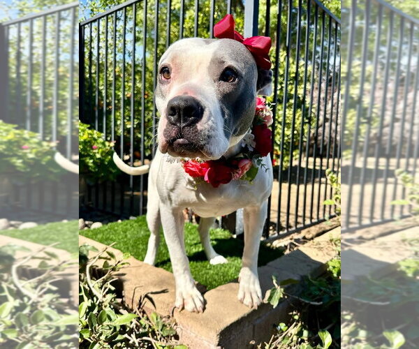 Medium Photo #1 American Pit Bull Terrier-American Staffordshire Terrier Mix Puppy For Sale in Redlands, CA, USA