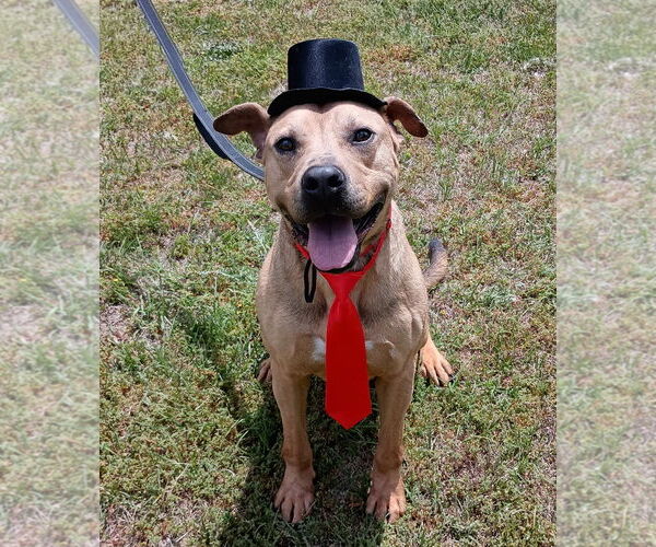 Medium Photo #4 Labrador Retriever-Unknown Mix Puppy For Sale in Doylestown, PA, USA