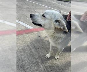German Shepherd Dog-Unknown Mix Dogs for adoption in Houston, TX, USA