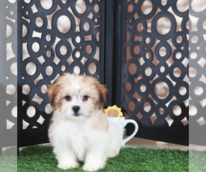 Zuchon Puppy for sale in MOUNT VERNON, OH, USA