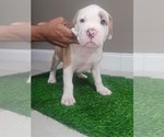 Puppy Love Patch American Bully-Bullypit Mix