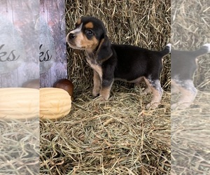Beagle Puppy for sale in CHARLESTON, WV, USA
