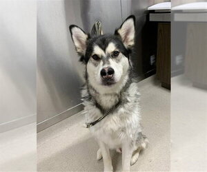 Labsky Dogs for adoption in Fairbanks, AK, USA