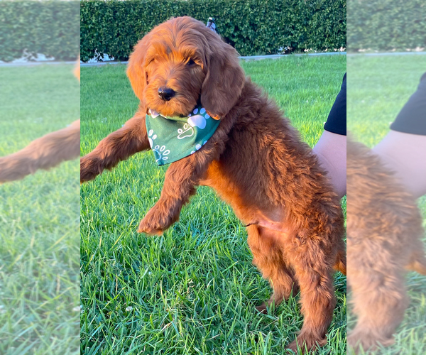 Medium Photo #4 Goldendoodle Puppy For Sale in BREA, CA, USA
