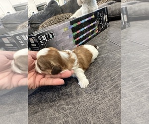 Shih Tzu Puppy for sale in GULF BREEZE, FL, USA