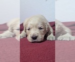 Small Photo #21 Golden Retriever Puppy For Sale in MODESTO, CA, USA