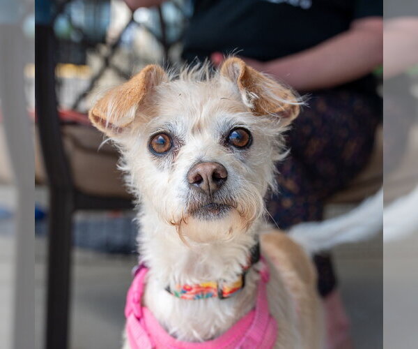 Medium Photo #5 Mutt Puppy For Sale in Mundelein, IL, USA