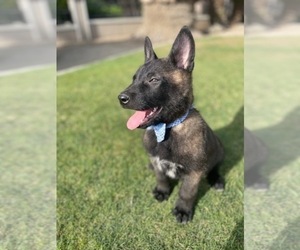 Belgian Malinois Puppy for sale in PASADENA, CA, USA