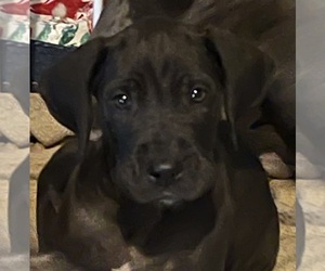 Great Dane Puppy for sale in TYNER, NC, USA