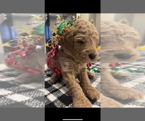 Goldendoodle-Poodle (Toy) Mix Puppy for sale in MOUNT PLEASANT, MI, USA