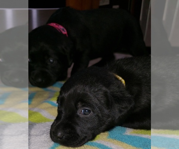 Medium Photo #123 Labrador Retriever Puppy For Sale in OLYMPIA, WA, USA