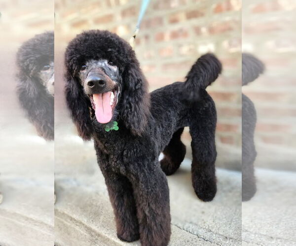 Medium Photo #2 Poodle (Standard) Puppy For Sale in Chicago, IL, USA