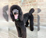 Small #1 Poodle (Standard)