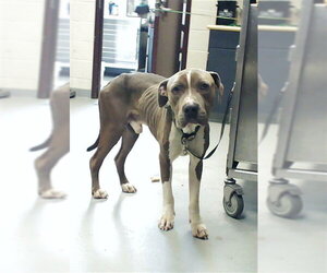Mutt Dogs for adoption in Fayetteville, NC, USA